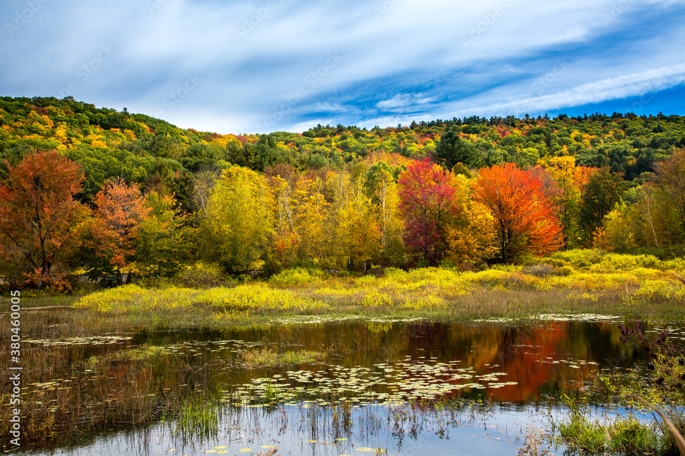 A pond in a wetland surrounded by trees with Peak fall color along highway 22 near Canaan, Upper New York.