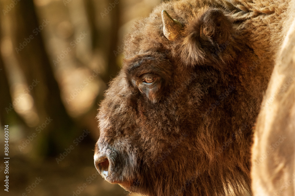 Fototapeta premium Seitenportrait vom Kopf eines Wisent 