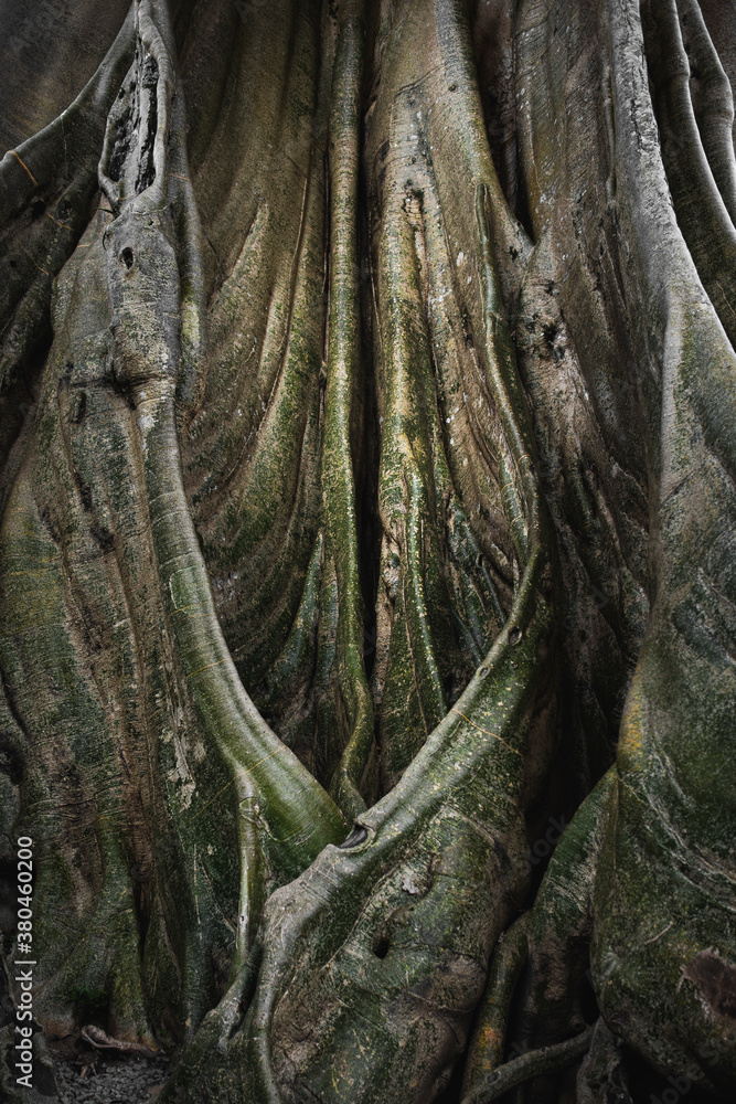 Giant Fig Tree In Tropical Rainforest Giant Fig Tree In Tropical Rainforest