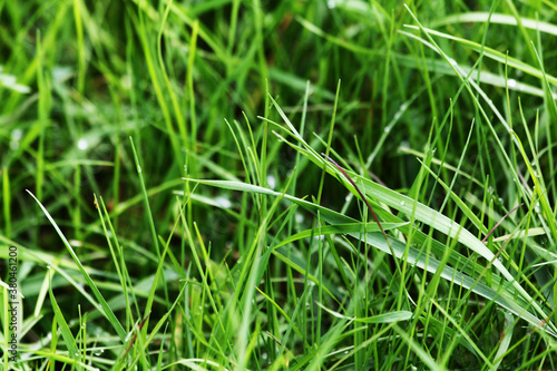 Close up of fresh dense grass in the early morning. natural background