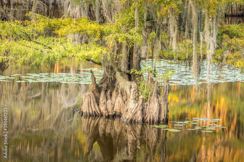 Close-up Cypress trees in the swamp of the Caddo Lake State Park, Texas