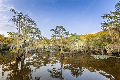 Fototapeta Naklejka Na Ścianę i Meble -  Cypress trees in the swamp of the Caddo Lake State Park, Texas