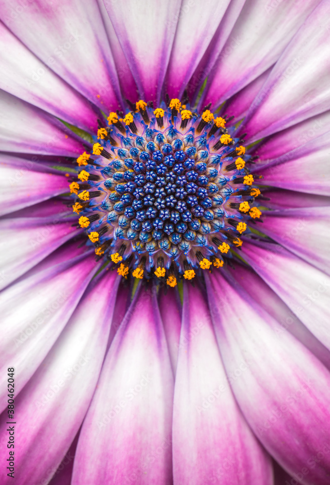 African Daisy