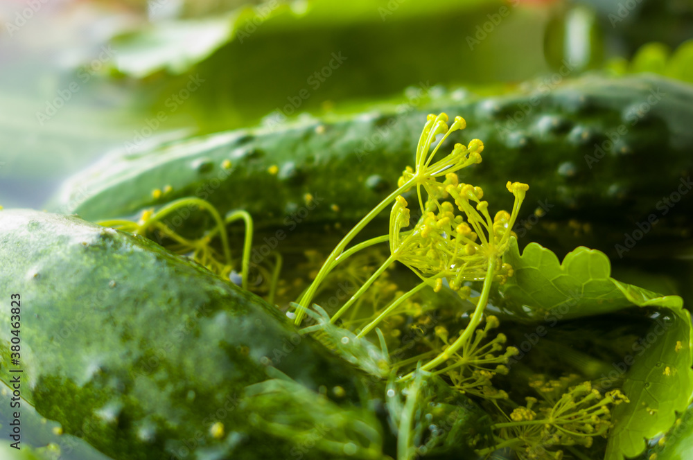 Fresh organic cucumbers and dill in water prepared for pickling, close up Fresh organic cucumbers and dill in water prepared for pickling, close up