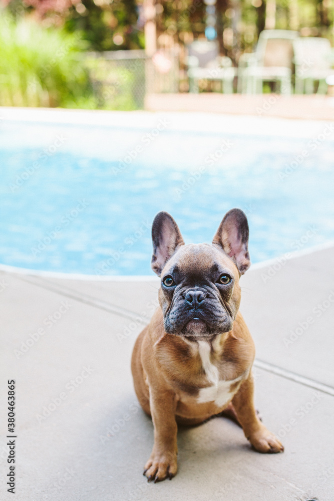 A blue fawn french bulldog hanging out by the pool. A blue fawn french bulldog hanging out by the pool.