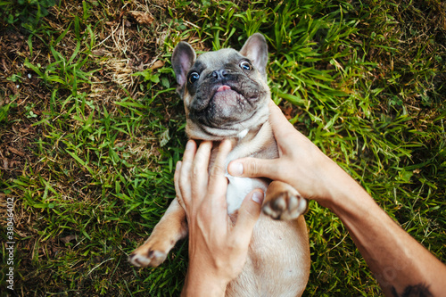 A brown french bulldog puppy playing with hands in the grass.