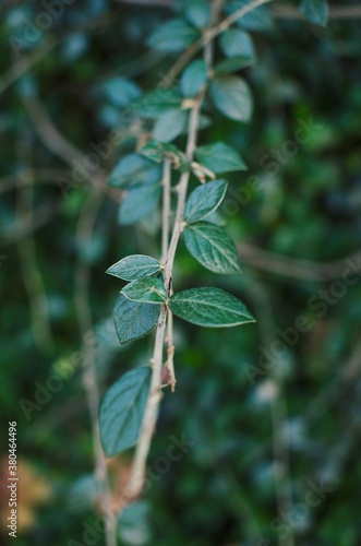 Leafy, green foliage photo