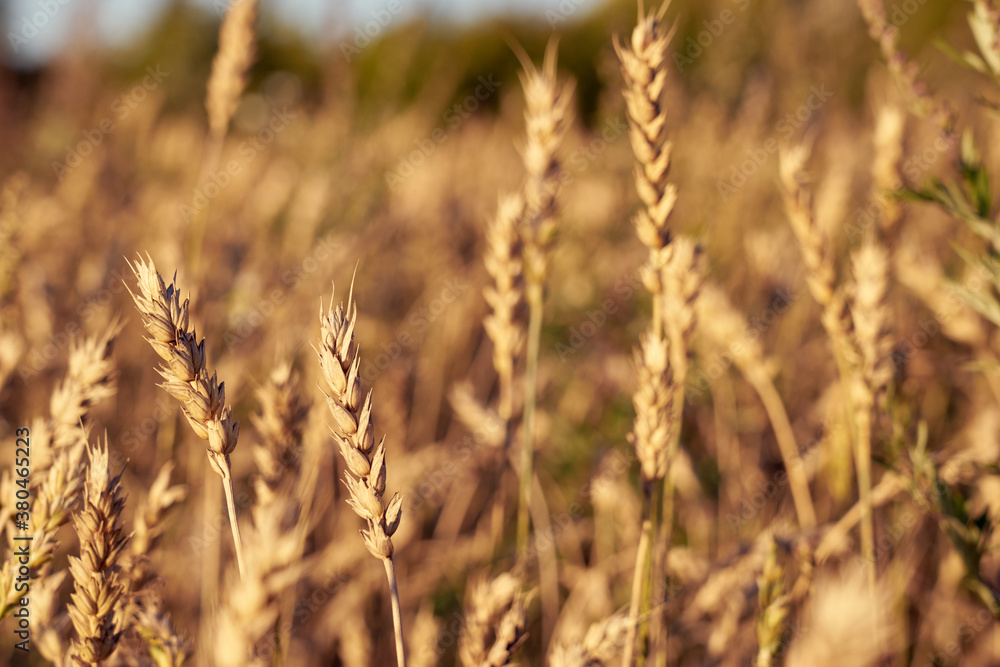 Fototapeta premium Spikes of wheat with blurred field on a background.