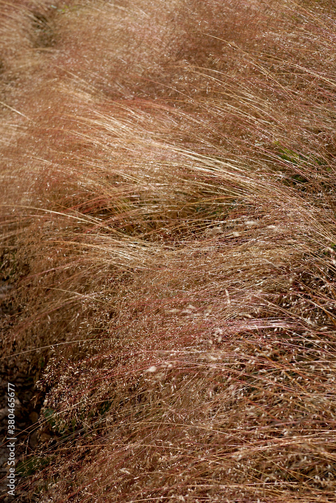 Flowering wild grasses in summer Flowering wild grasses in summer