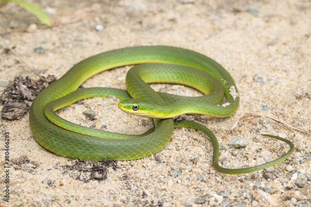 Rough green snake - Opheodrys aestivus Rough green snake - Opheodrys aestivus