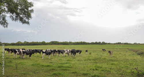 herd of cows to the horizon