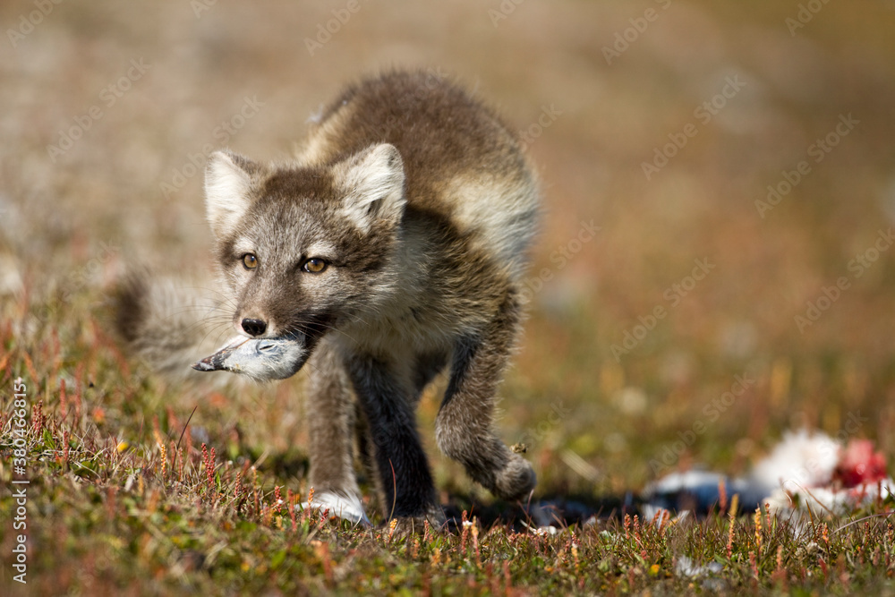 Arctic Fox, Svalbard, Norway
