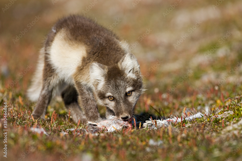 Fototapeta premium Arctic Fox, Svalbard, Norway