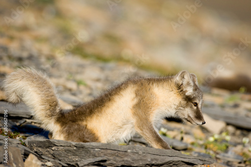 Arctic Fox, Svalbard, Norway