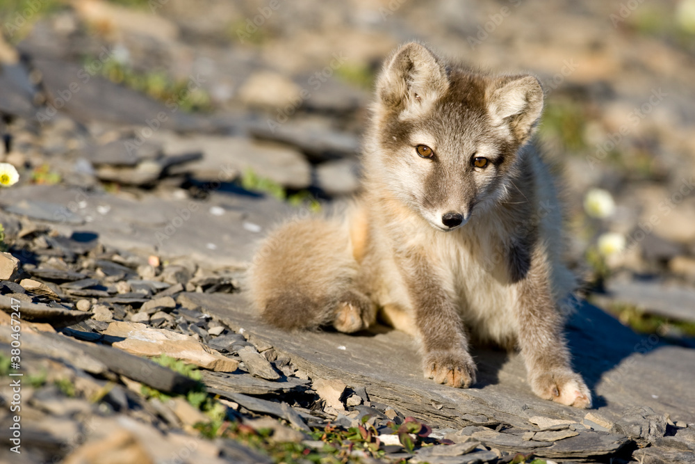 Arctic Fox, Svalbard, Norway Arctic Fox, Svalbard, Norway