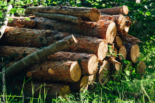 Stack Of Logs In Forest