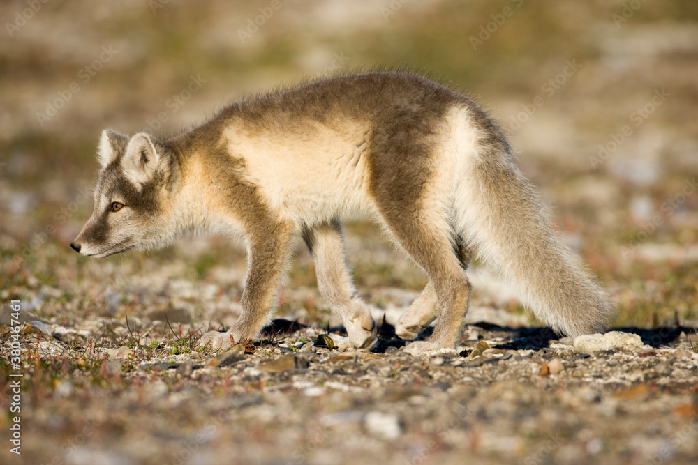 Fototapeta premium Arctic Fox, Svalbard, Norway