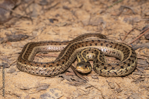 Eastern garter snake - Thamnophis sirtalis 