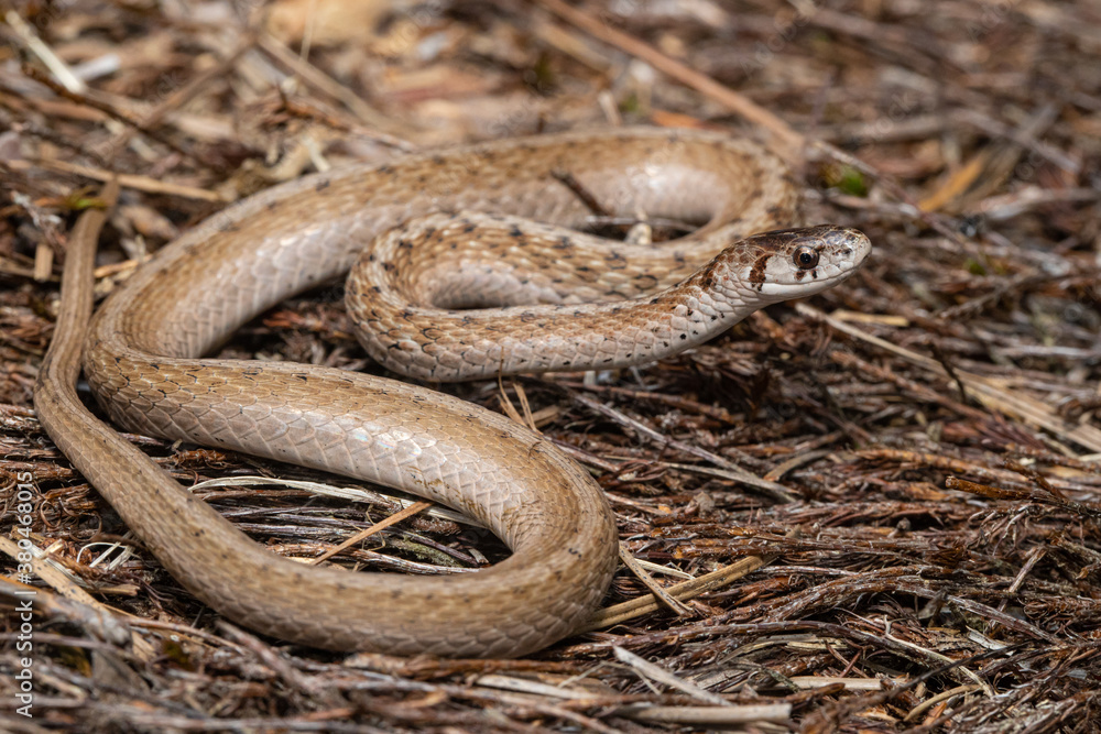 Fototapeta premium Northern Brown Snake - Storeria dekayi