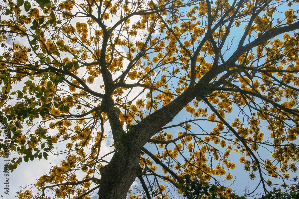 tree in autumn tree in autumn