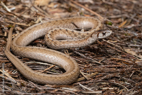 Northern Brown Snake - Storeria dekayi photo