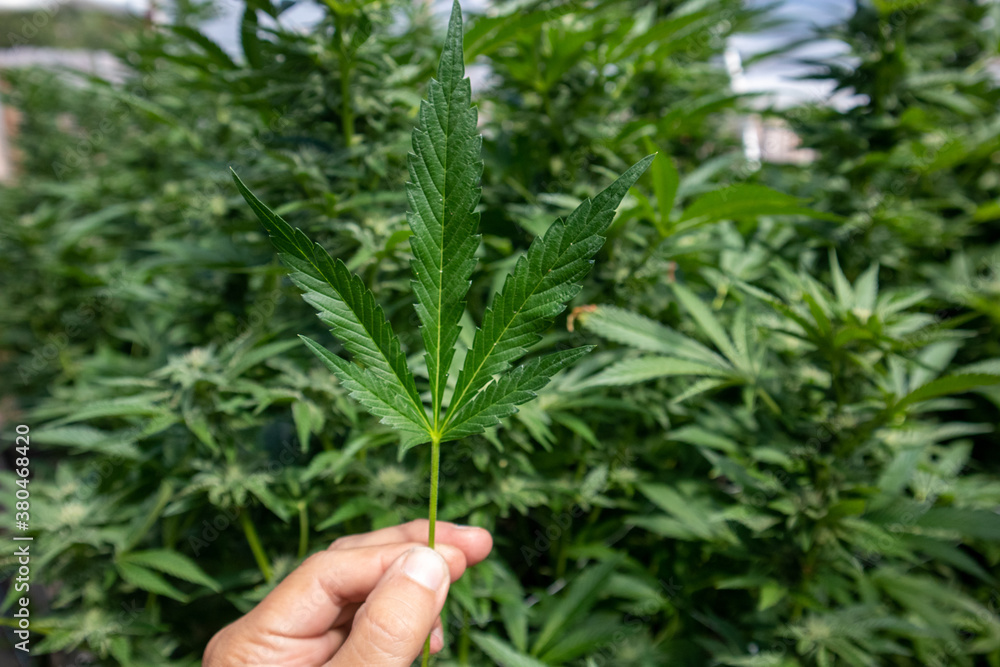 Hand holding a cannabis leaf in front of marijuana plants Hand holding a cannabis leaf in front of marijuana plants