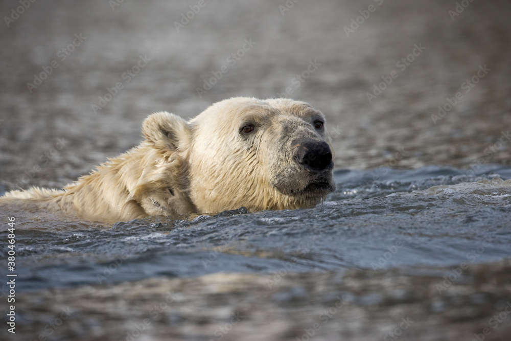 Fototapeta premium Polar Bear, Svalbard, Norway