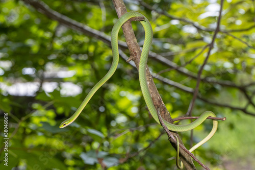 Rough green snake - Opheodrys aestivus photo