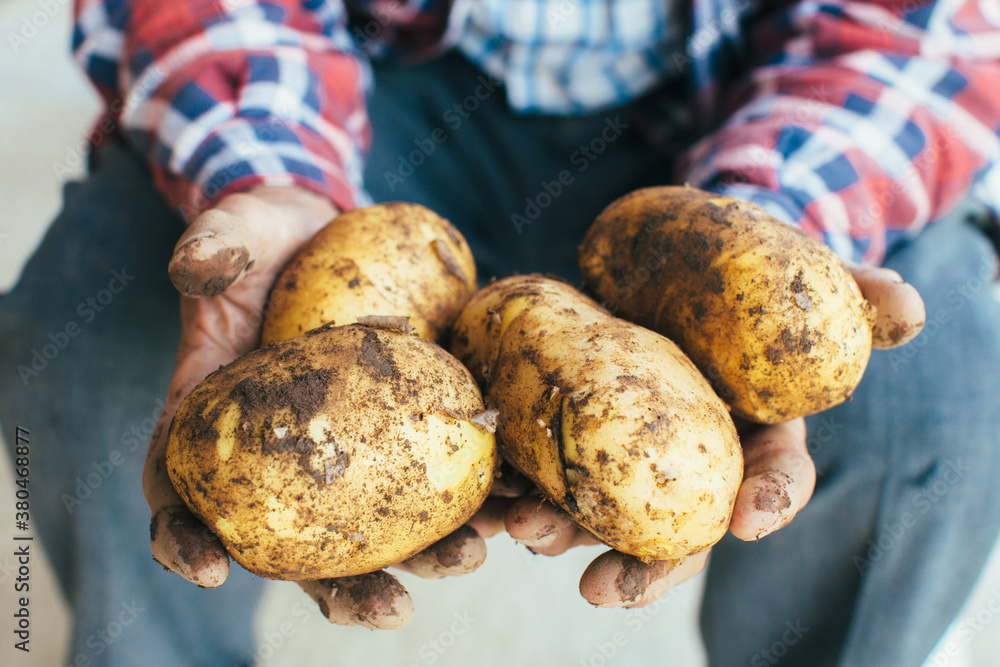 Hands holding freshly organic potatoes Hands holding freshly organic potatoes