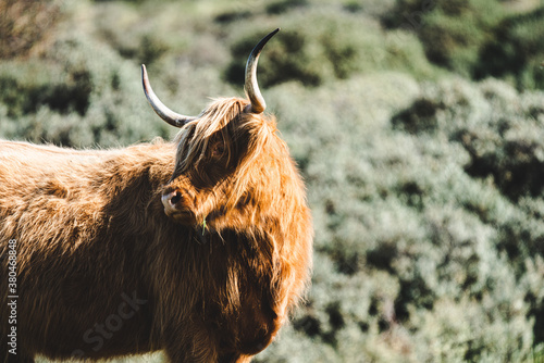 Canvas Print Free running a close up shot of a head of a highland cow between some dunes