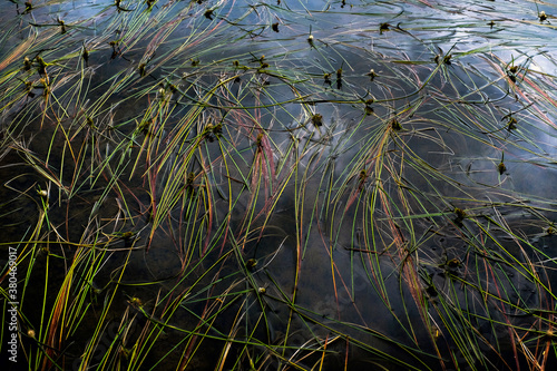 Colorful Lake Reeds photo