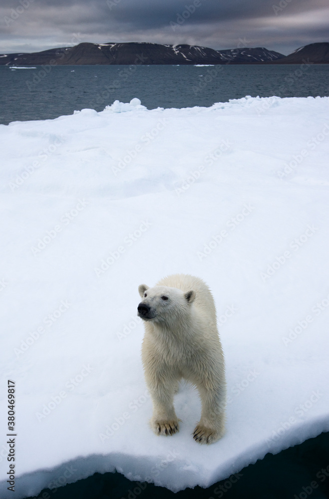Polar Bear on Iceberg, Svalbard, Norway Polar Bear on Iceberg, Svalbard, Norway