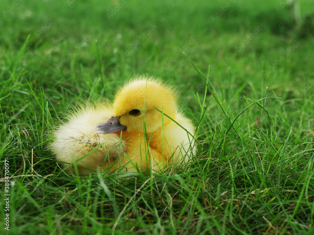 Small ducking enjoying the grass