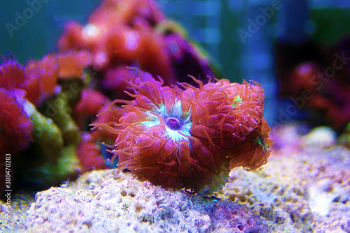 Blastomussa Merletti Coral  Aquacultured LPS Coral in reef tank -  Blastomussa merletti 