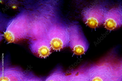 Macro on Yellow polyps turbunaria LPS coral - Turbinaria mesenterina photo