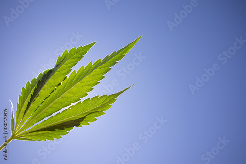 Cannabis Leaf in the Blue Sky