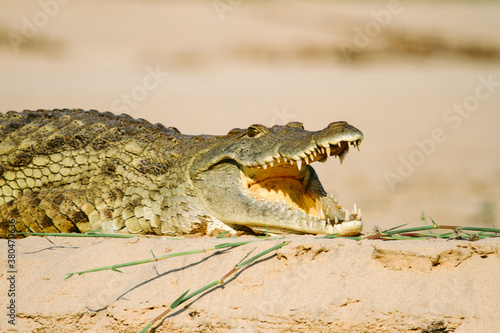 A crocodile on the banks of the Rufiji river in Tanzania. photo