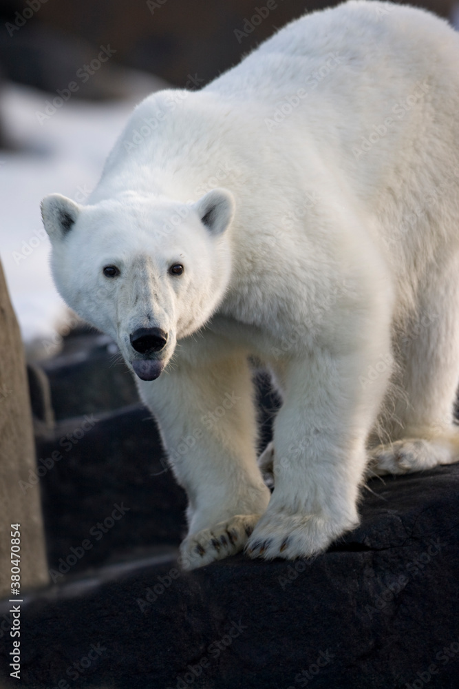 Polar Bear, Svalbard, Norway Polar Bear, Svalbard, Norway