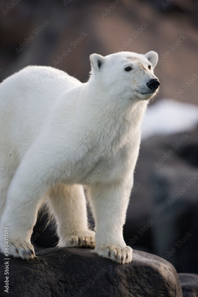 Fototapeta premium Polar Bear, Svalbard, Norway