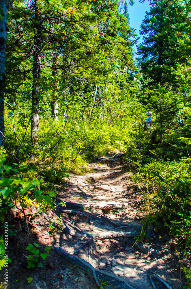 dense green forest. Summer winding path between the trees dense green forest. Summer winding path between the trees