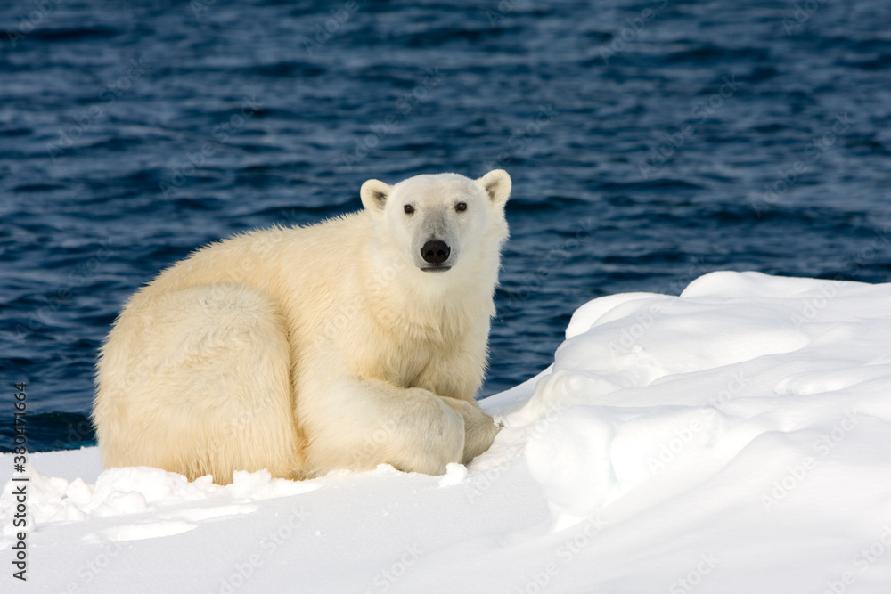 Polar Bear, Svalbard, Norway
