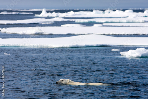 Polar Bear  Svalbard  Norway