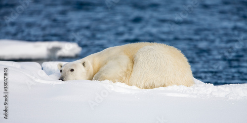 Polar Bear, Svalbard, Norway