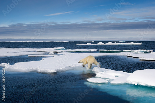 Polar Bear  Svalbard  Norway