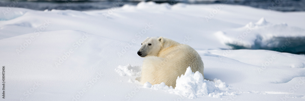 Polar Bear, Svalbard, Norway