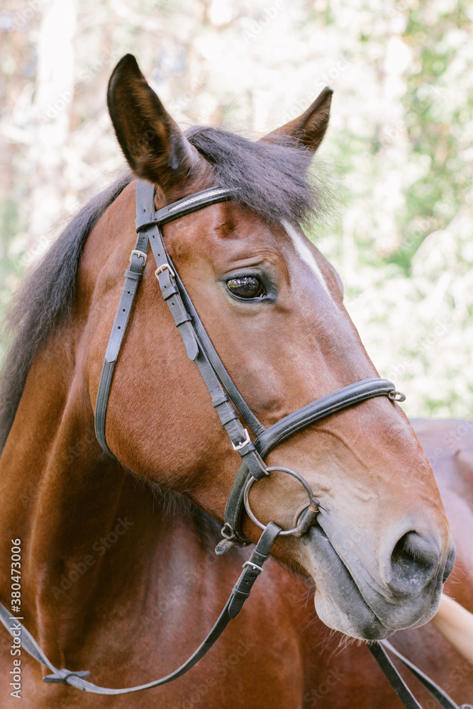 Horse Horse