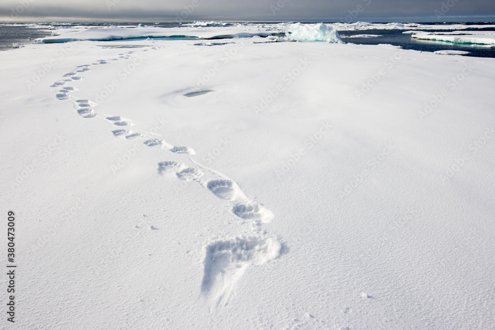 Polar Bear Tracks in Snow, Svalbard, Norway Polar Bear Tracks in Snow, Svalbard, Norway