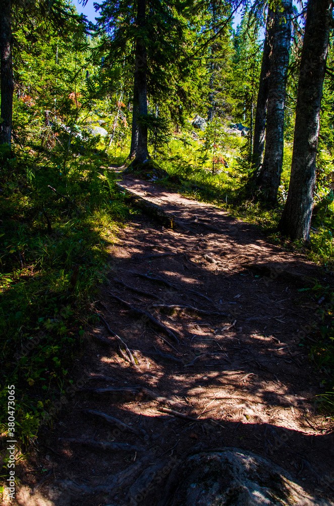 Naklejka premium dense green forest. Summer winding path between the trees