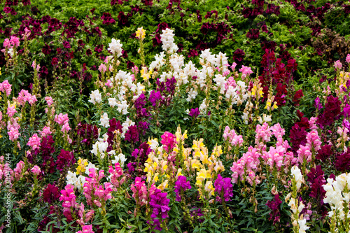 Snapdragons in Shades of Pink  Yellow  Red  and White Bloom amongst Deep Red Geraniums in a Garden outside of Amsterdam  Netherlands