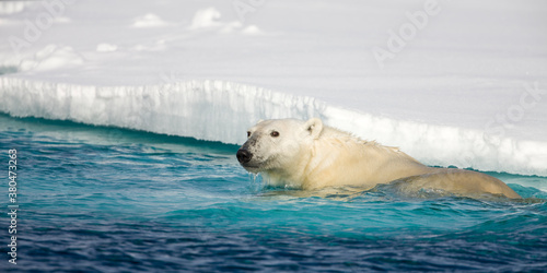 Polar Bear  Svalbard  Norway